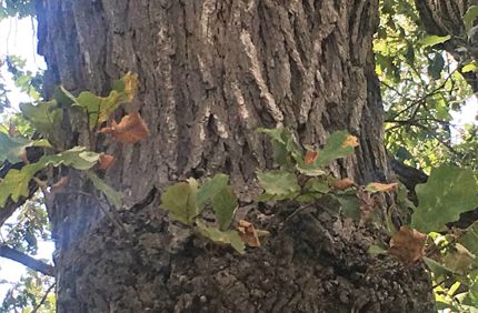 Bur Oak Blight Damaged Branch Davey Tree