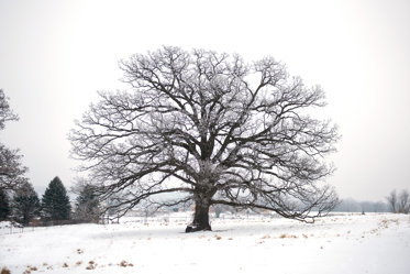 Picture of a tree in winter.