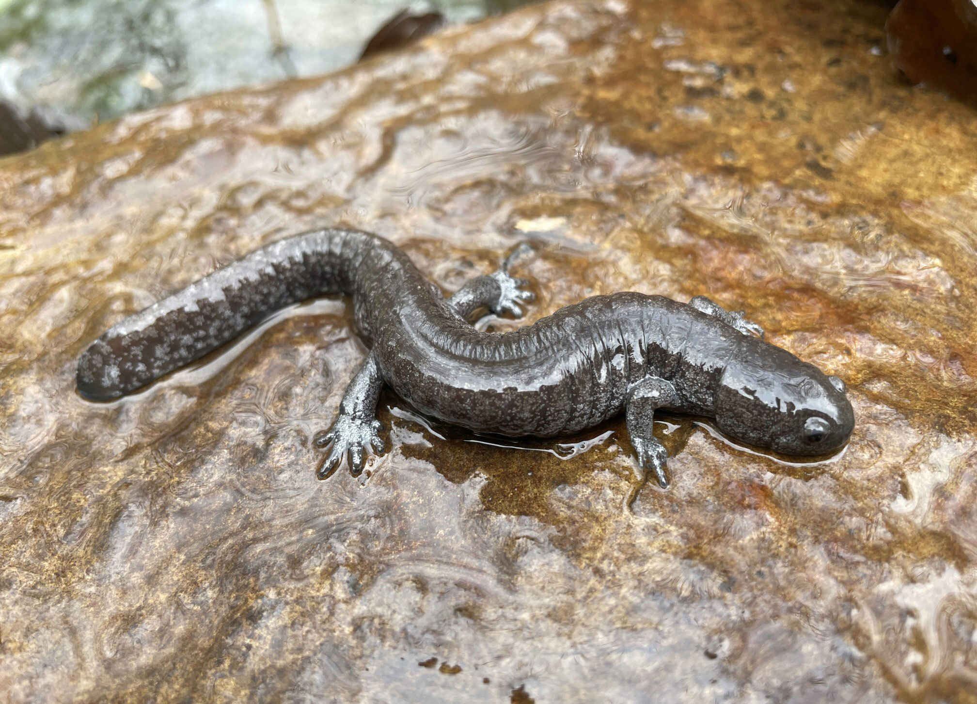 USFWS permit for Nashville salamander
