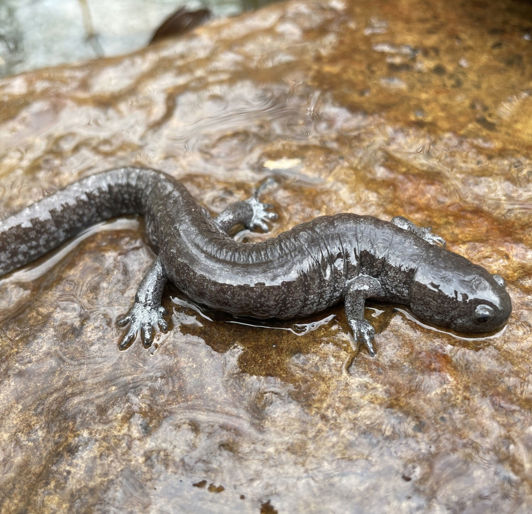 USFWS permit for Nashville salamander