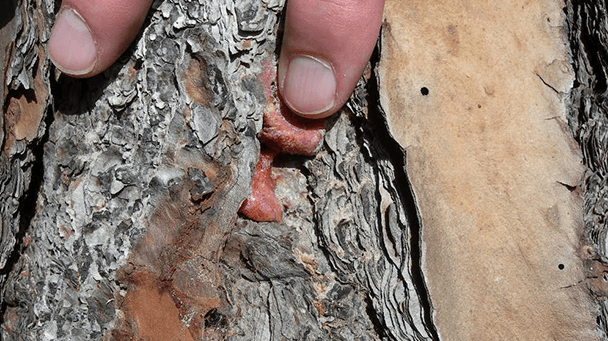 Pest And Disease Blackturpentine Beetle Sideimage2 608X341