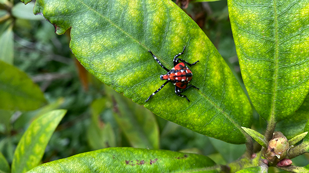 Commercial Blog Common Spring Tree Pests Sideimage 608X341
