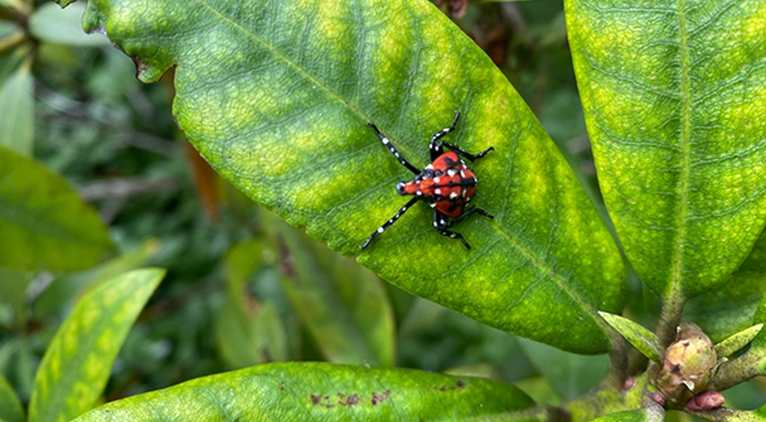 Common Spring Tree Pests by Region: How to Identify Tree Pests | Davey Tree