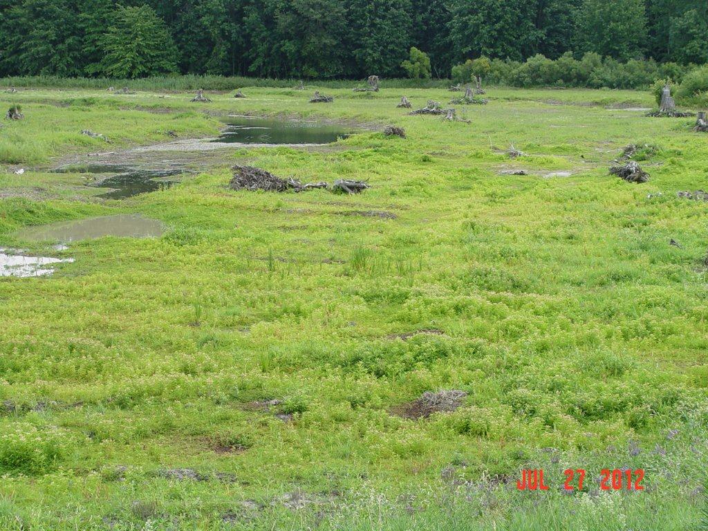 C Side Hemi Marsh 7 27 12 003