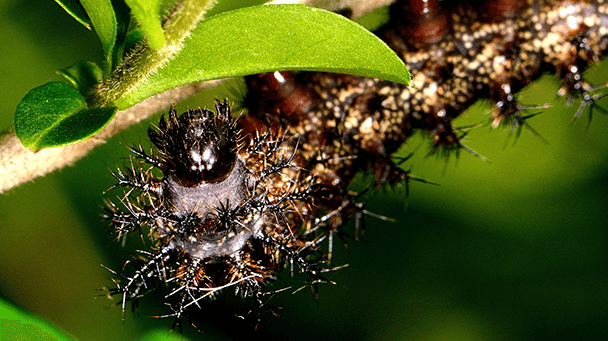 Pest And Disease Center Buck Moth Sideimage 608X341