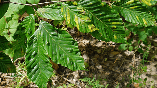 Beech Leaf Disease