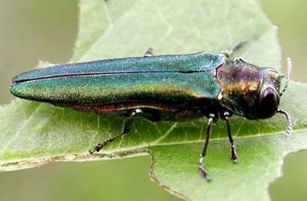 EAB