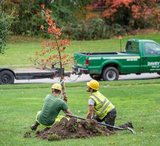 Two people planting a tree