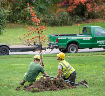 two arborists planting a tree