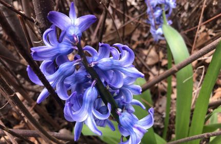 spring