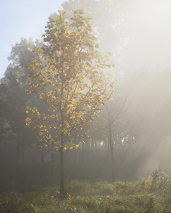 One skinny tree with fall foliage standing under an intense sun ray.