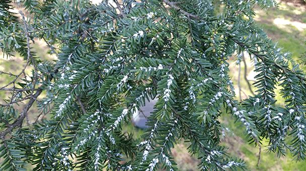 Pest And Disease Center Hemlock Woolly Adelgid Sideimage2 608X341