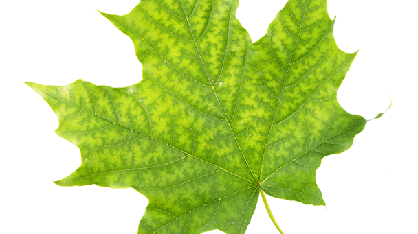 Pest And Disease Chlorosis Sideimage2 608X341