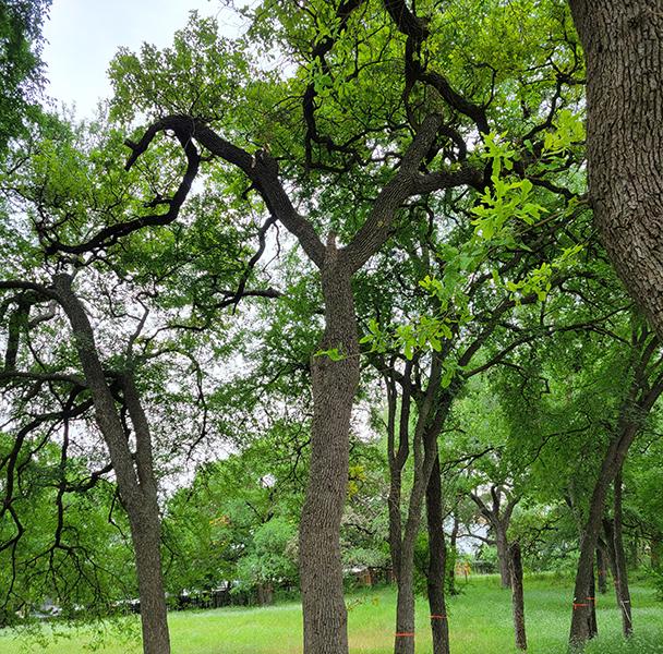 Project Profile Parker Lane Tree Austin Tx Sideimage 608X600