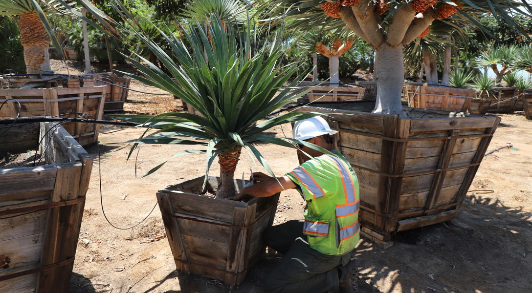 How to Care for Palm Trees in the Southwest vs. the Southeast | Davey Tree