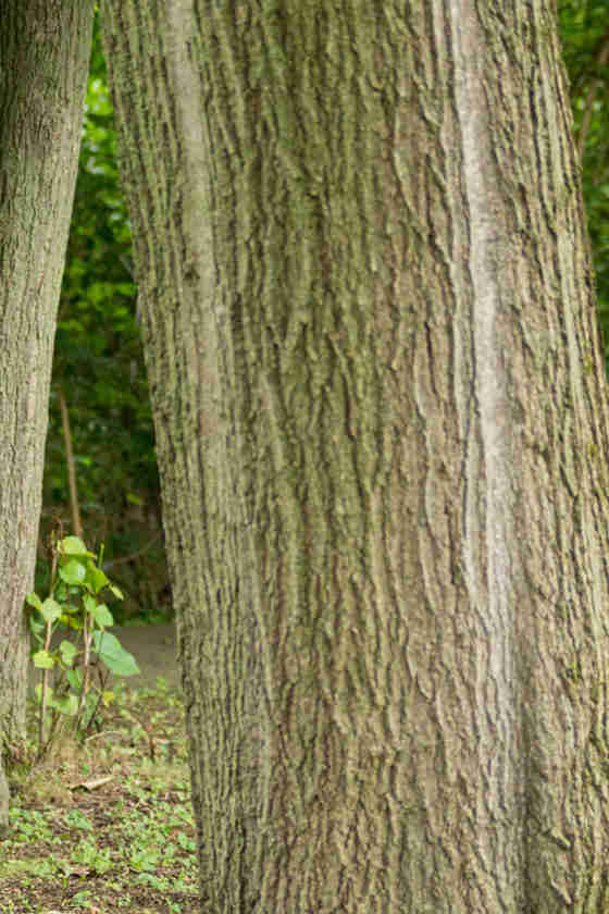 Tree Inventory Management Software | Davey Resource Group | Davey Tree