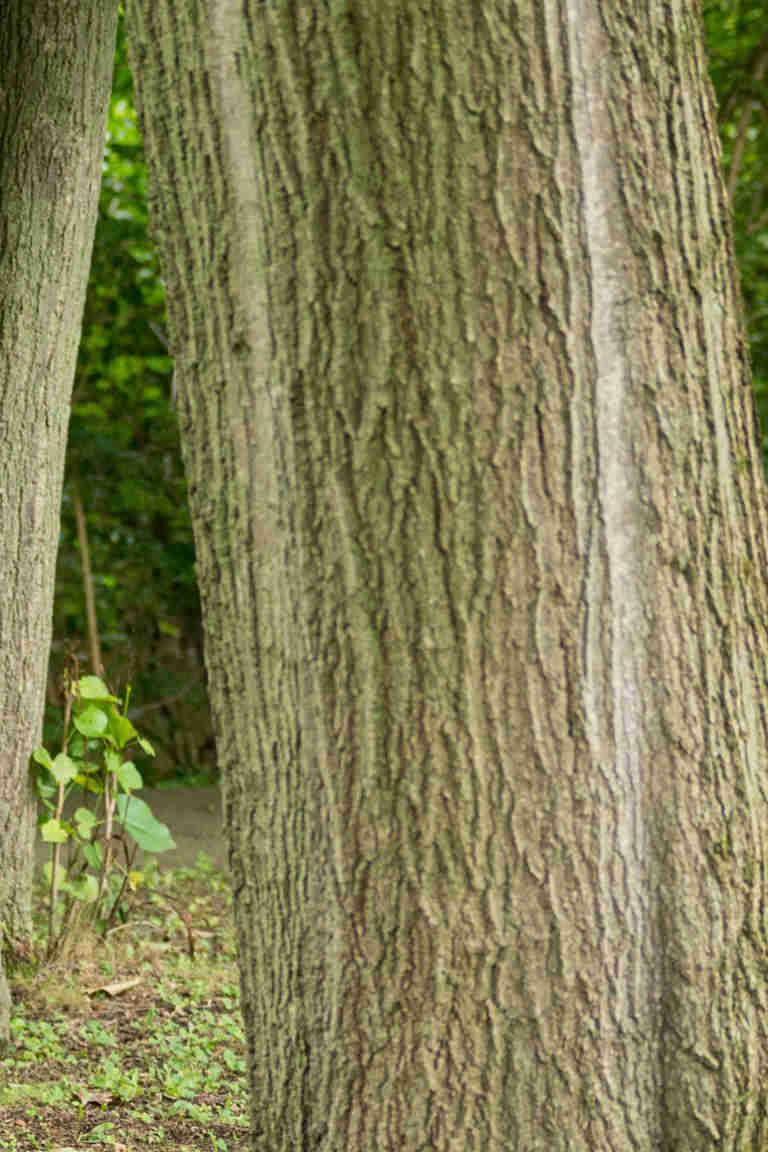 Tree Inventory Management Software | Davey Resource Group | Davey Tree