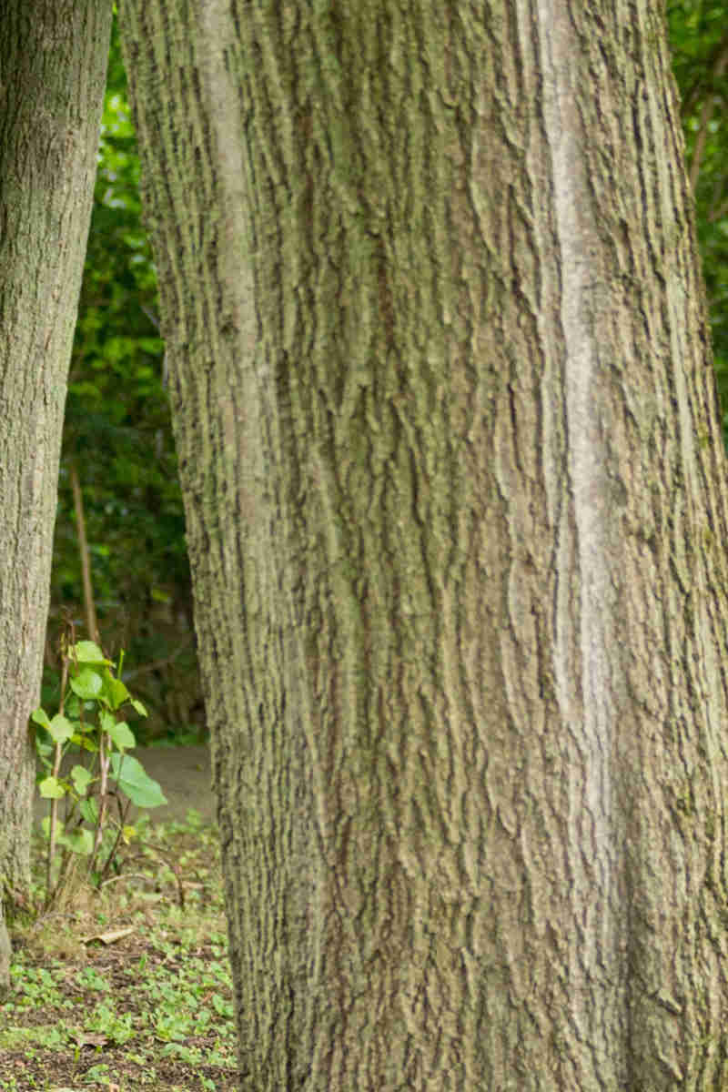 Tree Inventory@2X