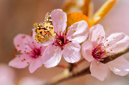 Davey Tree Cherry Tree + Butterfly (3)