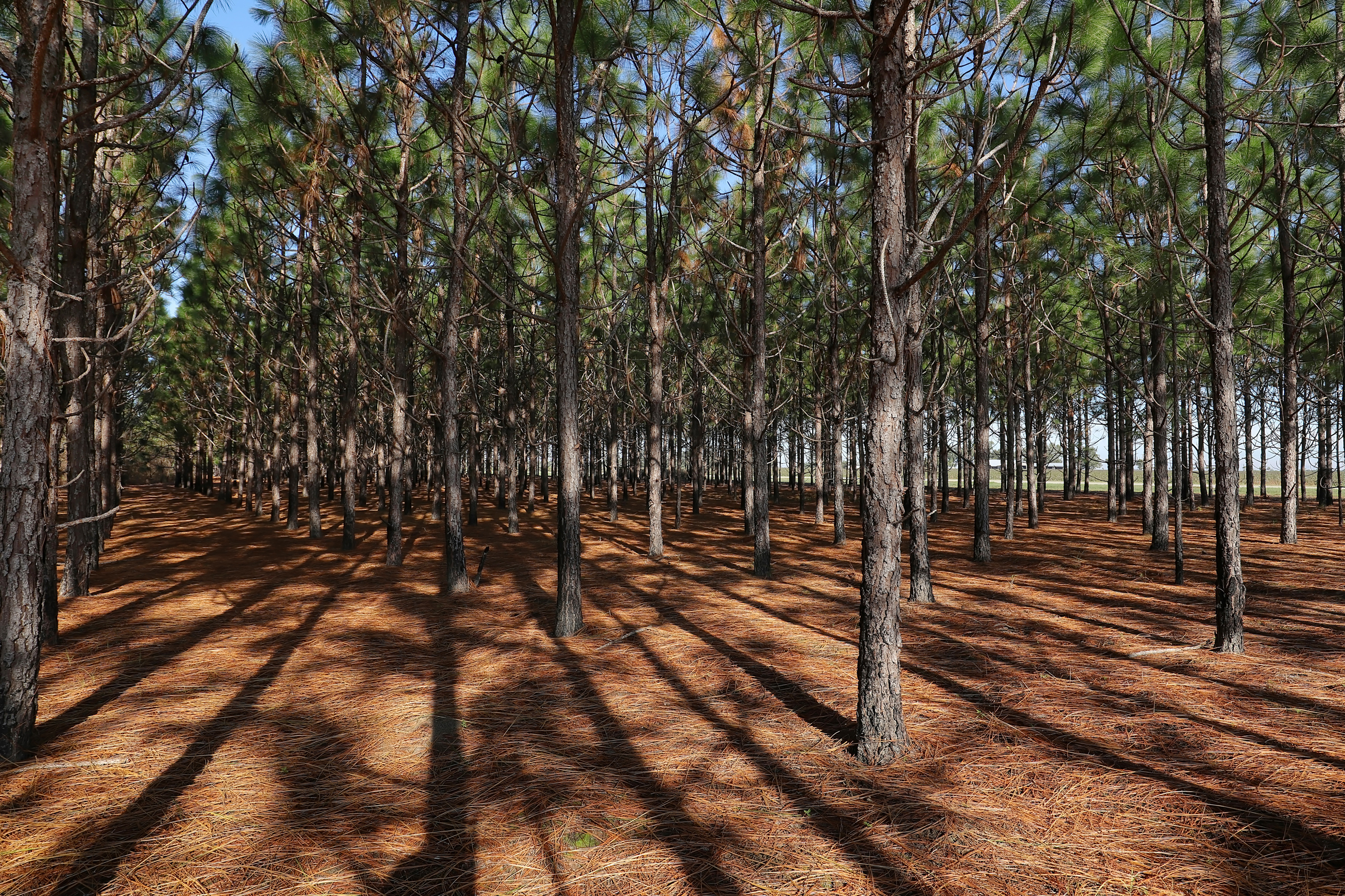 Shutterstock 1761380291 Pines With Needles On Ground