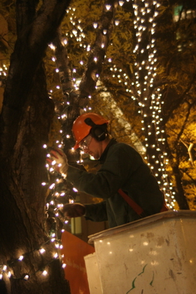 A man in a hardhat decorating a tree with lights in a bucket truck