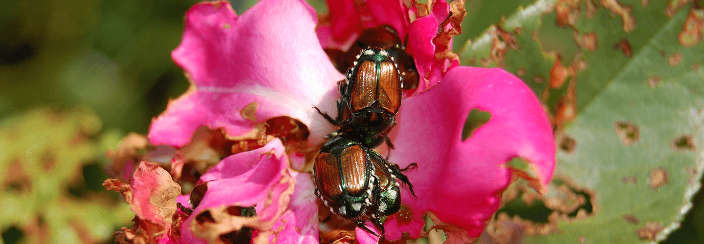 Japanese Beetle 
