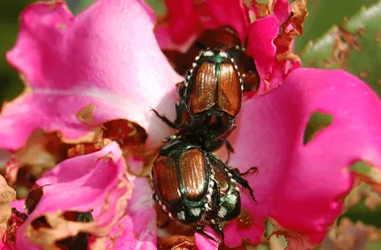 Japanese Beetle