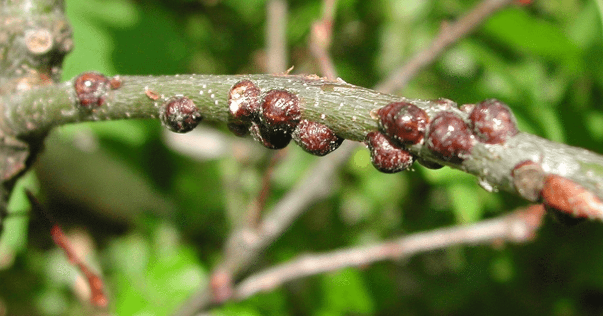 Understanding the Threat: Exploring the Damage Caused by Scale Insects