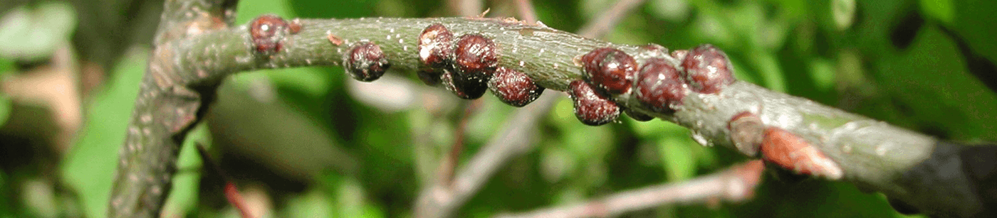 Scale Insect Identification & Control | Davey Tree
