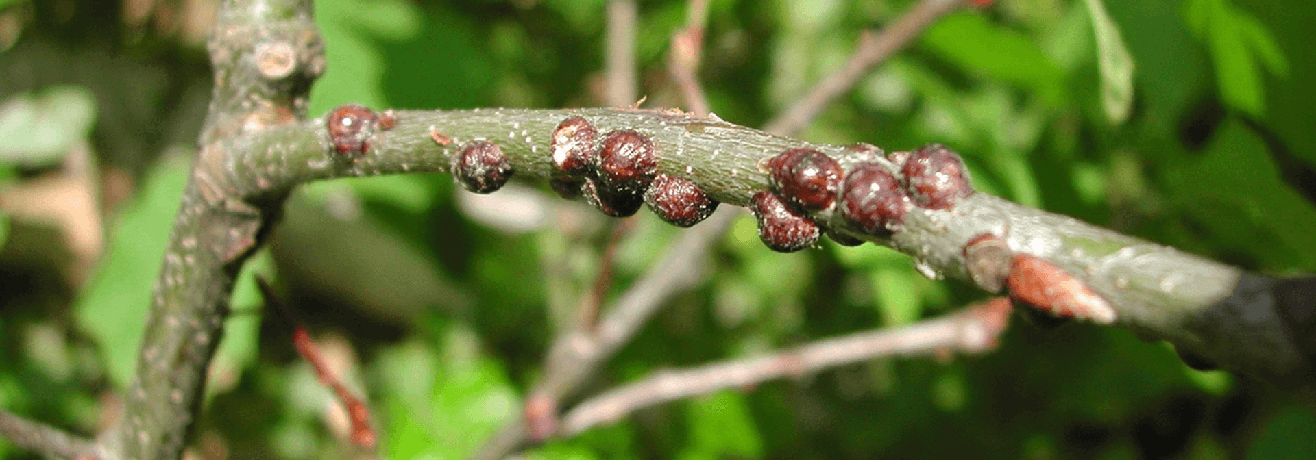 Scale Insect Identification & Control | Davey Tree