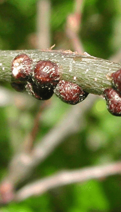 Scale Insect Identification & Control | Davey Tree
