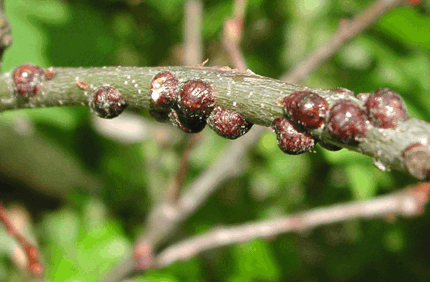 Pest And Disease Center Scale Insects Banner 1440X500