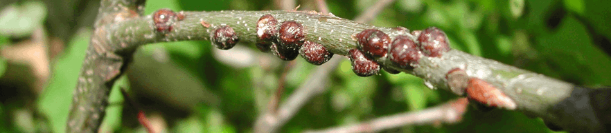 Scale Insect Identification & Control | Davey Tree