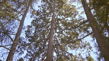 An upwards angle of very large, evergreen trees.