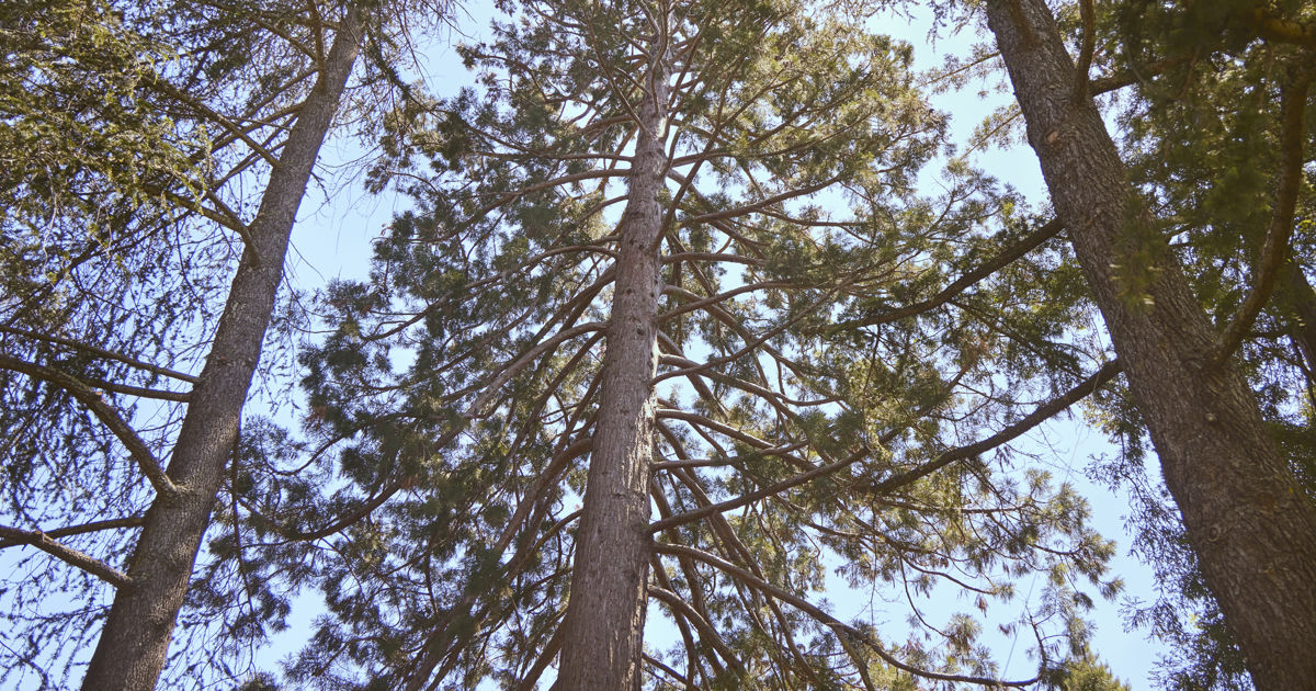 Bayara Tree How to Prepare Your Bay Area Trees for a