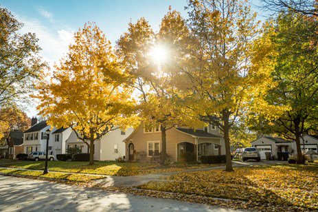 yellow autumn trees line a street