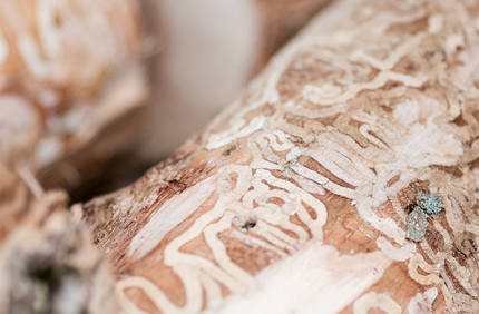 Aurora Eab Plant Banner 1440X500