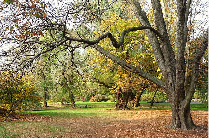 DRG Had To Work Carefully To Ensure Each Tree Was Properly Identified