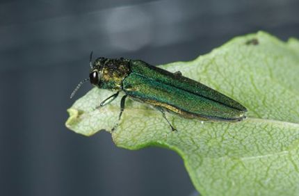 Eab Closeup