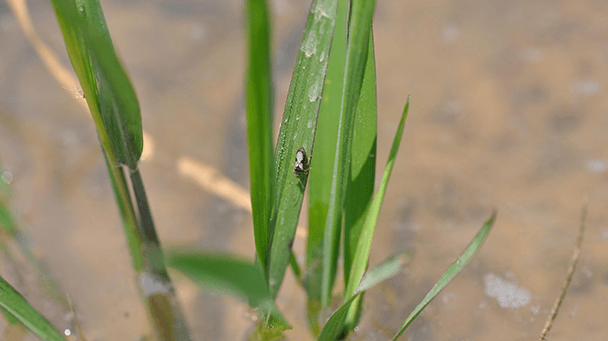 Pest And Disease Chinch Bugs Sideimage 608X341