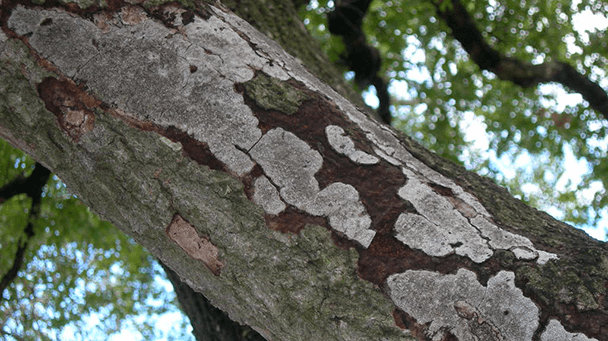 Pest And Disease Hypoxylon Canker Of Oaks Sideimage4 608X341