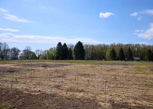 Saplings planted and marked as part of the study