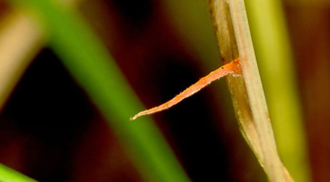Red Thread Damage Red Thread and Pink Patch Damage & Management | Davey Tree