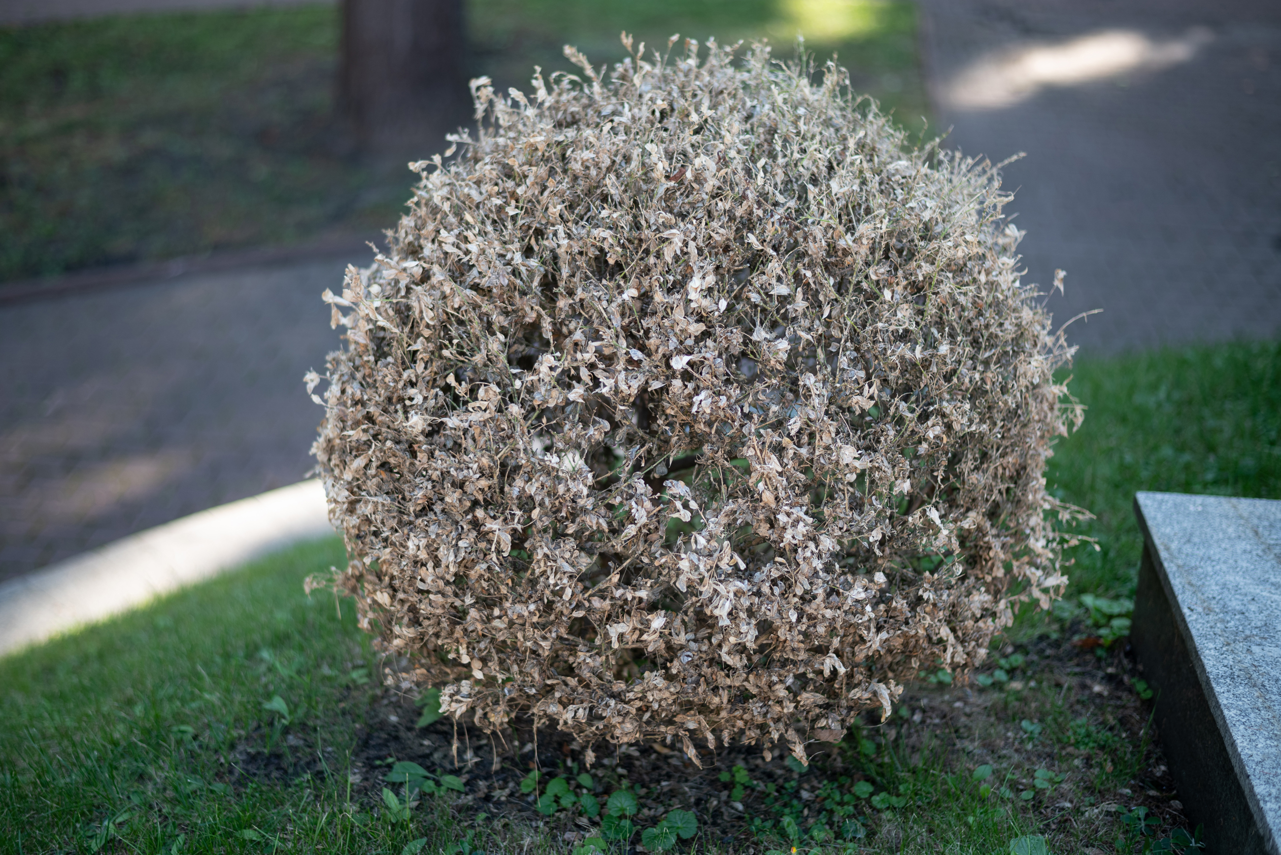 Ss 2019581654 Boxwood Damage Cydalima Perspectalis