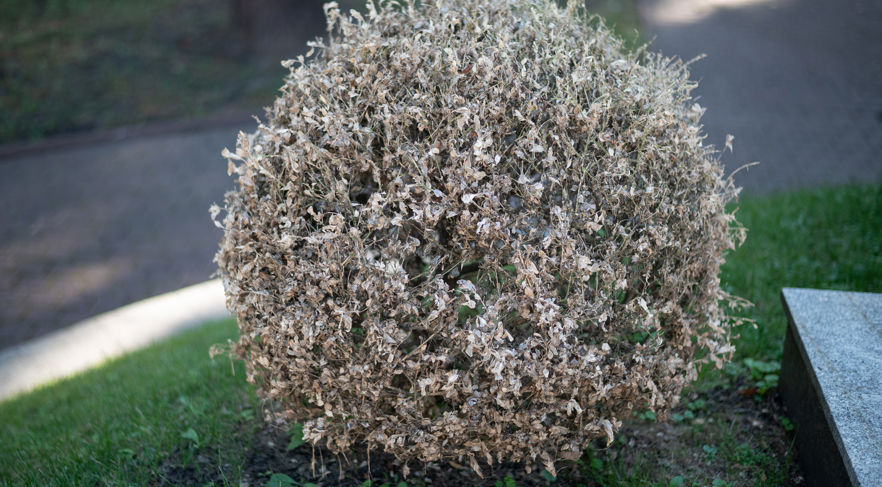 Box Tree Moth | Davey Tree