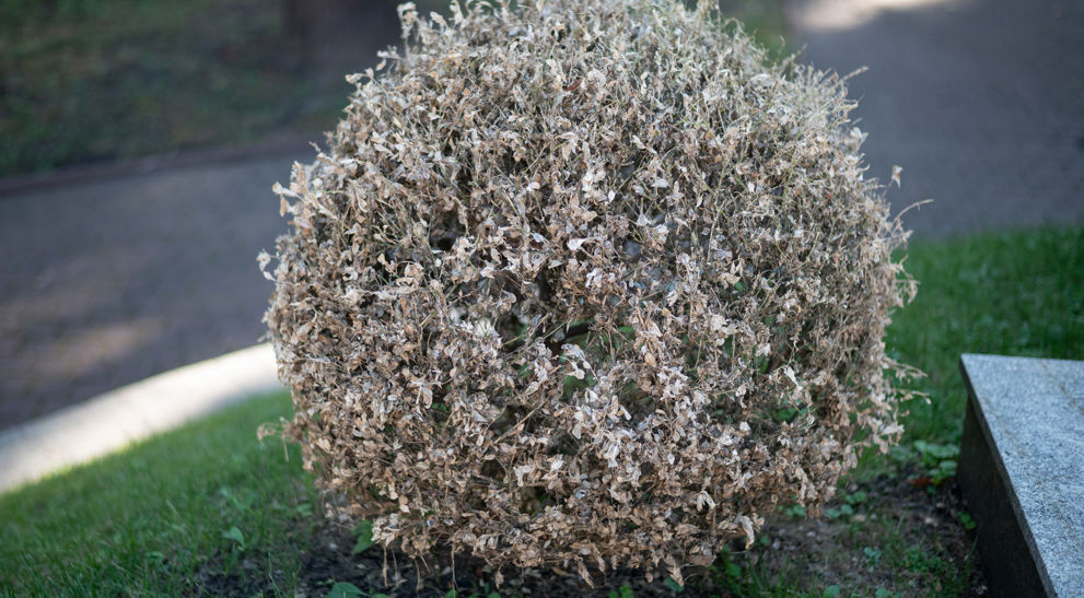 Box Tree Moth | Davey Tree