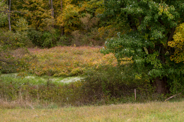 A field with trees and plants, both green and yellow in color.