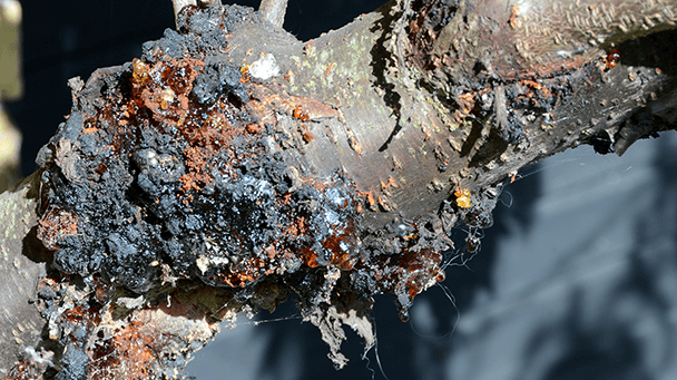 Pest And Disease Center Cherry Bark Tortrix Sideimage2 608X341