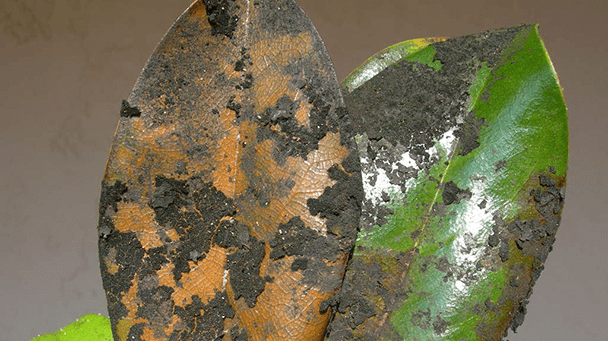 Pest And Disease Aphids Sideimage3 608X341