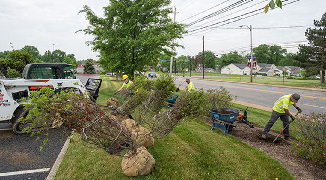 Right Tree Layout Right Plant, Right Place: Why It Matters | Davey Tree